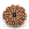 Original 10 Mukhi Rudraksha – RamKart