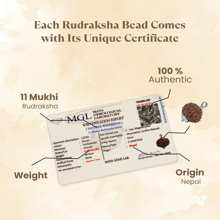 11 Mukhi Rudraksha with Certificates - Ramkart