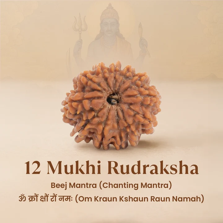 12 Mukhi Nepali Rudraksha