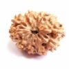12 Mukhi Rudraksha - Ramkart