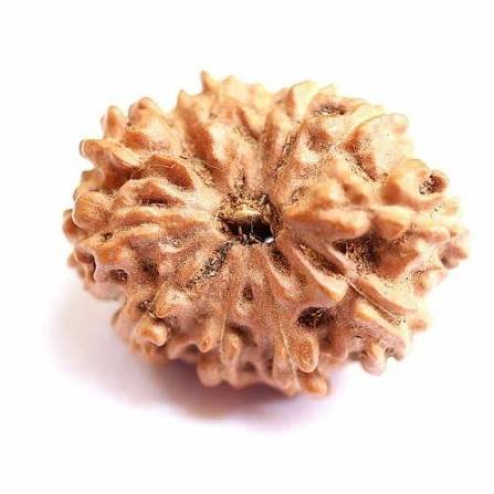 12 Mukhi Rudraksha - Ramkart