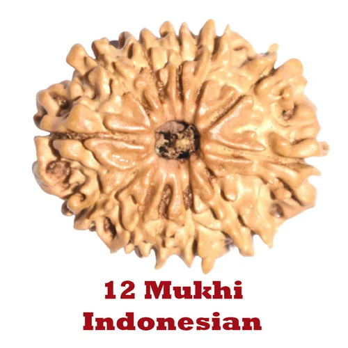 12 Mukhi Rudraksha Indonesian - Ramkart