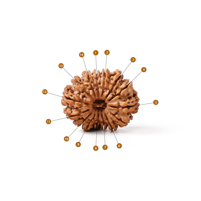 14 Mukhi Rudraksha Nepal – all 14 faces numbered showing authentic deep mukhis, original certified bead by RamKart