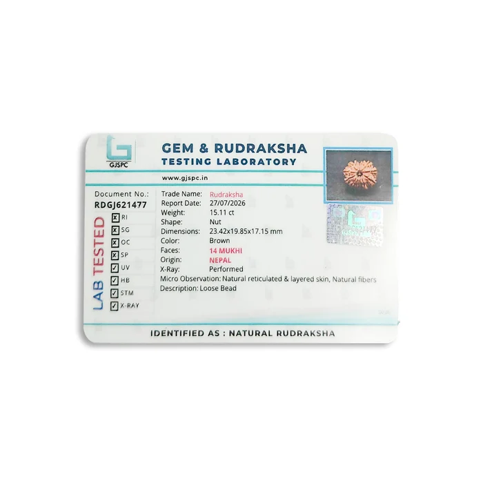 14 Mukhi Rudraksha lab certificate – GJSPC tested, 14 Mukhi, Nepal origin, X-ray verified.