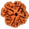 4 Mukhi Rudraksha (Four Face Rudraksha) Premium Nepali Bead