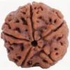Buy 5 Mukhi Rudraksha Online from RamKart