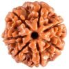 7 mukhi rudraksha - RamKart