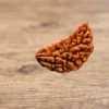 Ek Mukhi Rudraksha - RamKart