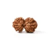 Gauri Shankar Rudraksha, Two natural brown rudraksha seeds, commonly used in yoga and meditation, shown side-by-side on a clean white background.