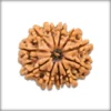 Original 11 Mukhi Rudraksha bead from Nepal – blessed by Lord Hanuman and Indra Dev