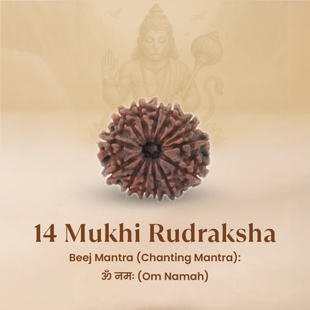 14 Mukhi Rudraksha with god