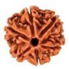 6 Mukhi Rudraksha - Ramkart