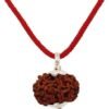 7 Mukhi Rudraksha Original – Authentic Seven Face Rudraksha Bead